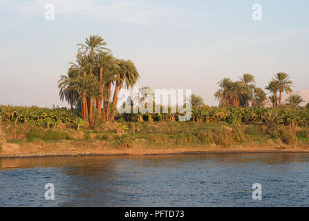 Palme sulla riva del Nilo, Egitto in Golden Evening Light Foto Stock