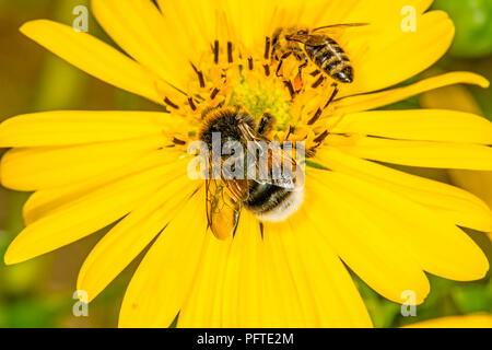 Buff-tailed bumblebee e ape su fiore della bussola Foto Stock