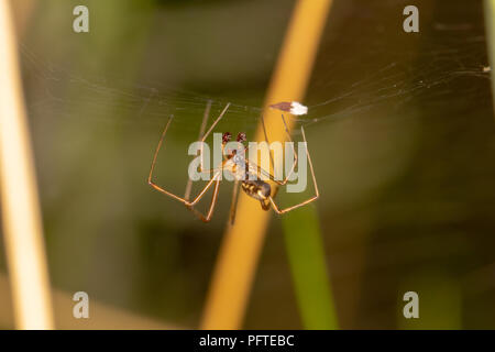 Macro shot di Sheetweb spider appeso a testa in giù sul web. Foto Stock