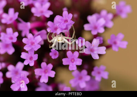 Macro shot di bianco ragno granchio nascosto tra la verbena viola fiori. Foto Stock