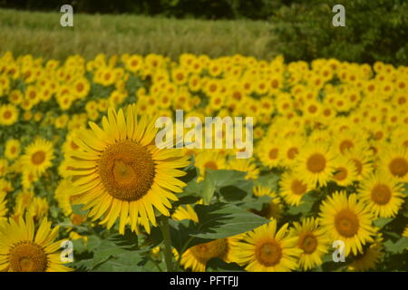 Campo di semi di girasole in Giappone Foto Stock