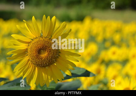 Campo di semi di girasole in Giappone Foto Stock