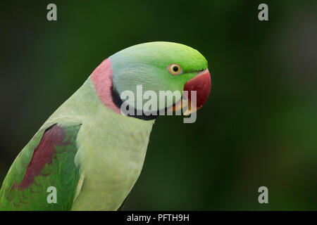 Parrocchetto alessandrino (Psittacula eupatria) Gujarat, India Foto Stock