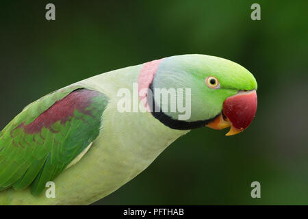 Parrocchetto alessandrino (Psittacula eupatria) Gujarat, India Foto Stock