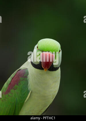 Parrocchetto alessandrino (Psittacula eupatria) Gujarat, India Foto Stock