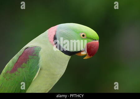 Parrocchetto alessandrino (Psittacula eupatria) Gujarat, India Foto Stock