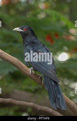 Koel asiatico maschio (Eudynamys scoulopaceus) a Ahmedabad, Gujarat, India Foto Stock