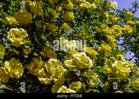 Rosa ' Harison's Yellow ', rosa arbusto rosa rosa arisonii giallo Foto Stock