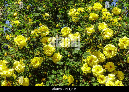 Rosa ' Harison's Yellow ', rosa rosa rosa harisonii giallo, fiori gialli Foto Stock