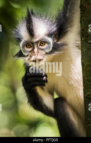 Thomas Leaf Monkey, Gunung Leuser National Park, Sumatra, Indonesia Foto Stock