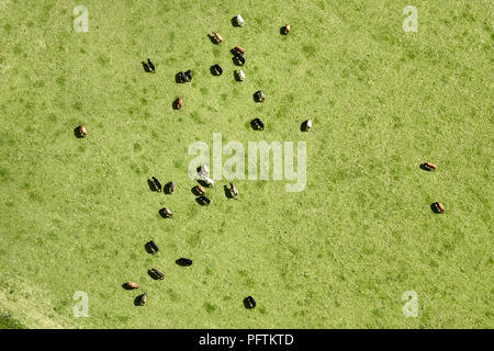 Vista aerea delle mucche in un campo di campagna Foto Stock