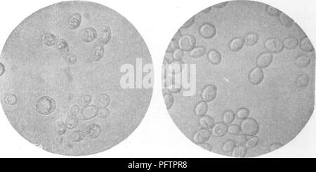 . I batteri in relazione alla fertilità del suolo. Microbiologia del suolo; batteriologia, agricolo. 34 batteri e la fertilità del suolo tached alla cellula madre può iniziare a bud. Questo dà luogo ad una piccola colonia di cellule. Lieviti producono spore che li marea su effetti con- ditions, ma differiscono dai batteri per il fatto che una singola cellula di lievito. Fig. 18.-cellule di lievito (dopo van Hest). può dare luogo a un certo numero di spore; quindi, questo diventa un processo di moltiplicazione. I lieviti fermentano gli zuccheri con la forma- zione di alcol e anidride dioxid e sono spesso classificati accord- ing al zucchero specifico whi Foto Stock