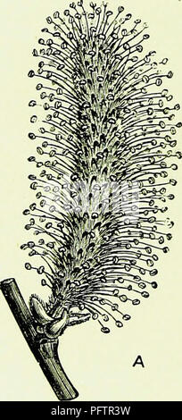 . Api &AMP; l'apicoltura; scientifico e pratico. Un trattato completo sull'anatomia, fisiologia, relazioni floreali e proficua gestione dell'alveare bee. La cultura delle api; le api. 262 API E APICOLTURA. sprecato, dà un eccesso di cui le api approfittare ; e spesso, in primavera, le scorte sono notevolmente aiutato dai ramoscelli, non solo del nocciolo e altri dadi, ma anche del faggio, il legno di pioppo e salice (di cui due ramoscelli sono rappresentate in Fig. 52). È curioso che nel caso del salice piangente, nonostante la sua ampia distribuzione, solo pistillate (FE Foto Stock