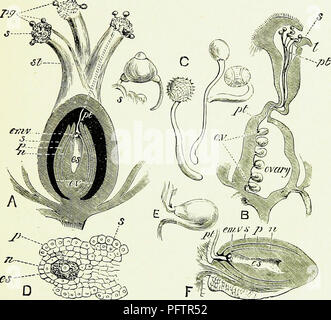 . Api &AMP; l'apicoltura; scientifico e pratico. Un trattato completo sull'anatomia, fisiologia, relazioni floreali e proficua gestione dell'alveare bee. La cultura delle api; le api. La fecondazione. 253 botanicamente, frutto; qui, a lunghezza, abbiamo i semi che sono gli ovuli maturi, mentre il recipiente di seme è la maturazione delle ovaie. Ma il cambiamento da ovulo in sementi non è semplicemente uno di crescita; da cui dipende la formazione entro l'ovulo di LA. es- mmM$ Fig. 49.-ovaie, ovuli, granelli di polline, e tubi. Una sezione attraverso ovaia di grano saraceno (Polygonum fagopyrum)-s, Stigmatie superficie; pg, Foto Stock