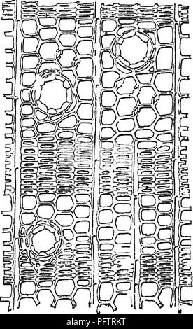 . Legno; un manuale di storia naturale e applicazioni industriali dei legnami del commercio. Legno; legname. Legno di conifere 19 aiuti in grado di distinguere il pesante, forte di legno di pino da quello che è Hght e morbido. Mentre su un cross-cut o sezione trasversale le crescite annue appaiono come anelli, su una in sezione radiale longitudinale sono rappresentati da strette strisce parallele hght alternativamente e scuro e su una longitudinale ma sezione tangenziale da molto più ampio e alternata meno strisce parallele con alcuni a forma di V tonalità (Fig. 12). Sotto il microscopio con una sezione trasversale di conifere secondar Foto Stock