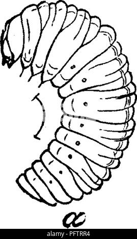 . Insetti dannosi per la frutta. Illustrato con quattro cento e quaranta legno-tagli. Pesti di insetto. casi di cui a. I canali formati mediante questo larva attraverso la corona e grandi radici della pianta presto farla appassire e morire; o, se sopravvive, di inviare fino indebolita e quasi germogli sterili. Questo insetto non limita la sua depredazioni alla fragola; la larva è anche trovato noiosa nella gara ramoscelli di pesco-tree e uccidere i boccioli di terminale. In Fig. 333 abbiamo una rappresentazione della larva e la tignola, sia della dimensione naturale e ingrandita, anche di un ferito peach-ramoscello. L'inse Foto Stock