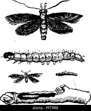 . Insetti dannosi per la frutta. Illustrato con quattro cento e quaranta legno-tagli. Pesti di insetto. 322 insetti dannosi per la fragola. Fig. 333.. casi di cui a. I canali formati mediante questo larva attraverso la corona e grandi radici della pianta presto farla appassire e morire; o, se sopravvive, di inviare fino indebolita e quasi germogli sterili. Questo insetto non limita la sua depredazioni alla fragola; la larva è anche trovato noiosa nella gara ramoscelli di pesco-tree e uccidere i boccioli di terminale. In Fig. 333 abbiamo una rappresentazione della larva e la tignola, sia della dimensione naturale di un Foto Stock