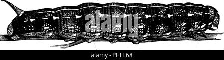 . Insetti dannosi per la frutta. Illustrato con quattro cento e quaranta legno-tagli. Pesti di insetto. 256 ISSECTS PREGIUDIZIEVOLE PER L'uva. macchie lungo ciascun lato di ciascun punto costituito da due curve linee nere, che racchiude una patch cremisi sopra e un pallido-linea gialla al di sotto, il tutto essendo collegate da un pallido-striscia gialla orlata di nero. In alcuni casi tali macchie sono disconnesso- nesso, e lo spazio tra i due semiperni nero è di una uni- forma crema-colore. La respirazione-pori, abbassare il lato, sono emarginati con nero o nero bordato di giallo. L'altra forma di Caterpillar è nero, con Foto Stock