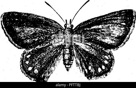 Questa illustrazione tratta da "insetti dannosi per i frutti" mostra la farfalla di Thecla (Thecla titus), una specie nota per l'impatto delle sue larve sugli alberi da frutto. Il diagramma fornisce viste dettagliate delle ali della farfalla e mette in evidenza il ruolo della specie come parassita per le ciliegie e altre piante fruttifere. Foto Stock
