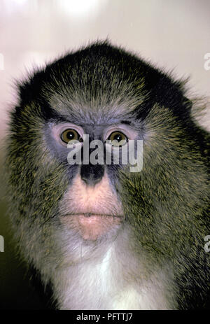 Non 164207 Campbell's Mona Monkey (Cercopithecus campbelli) noto anche come Campbell's Guenon e Campbell's Monkey Foto Stock