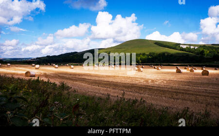 Basso punto di vista guardando attraverso un rotolamento campo di grano verso con raccolte di tensionamento di grano è sera la luce del sole di colata di luce ombre lunghe con rolli Foto Stock