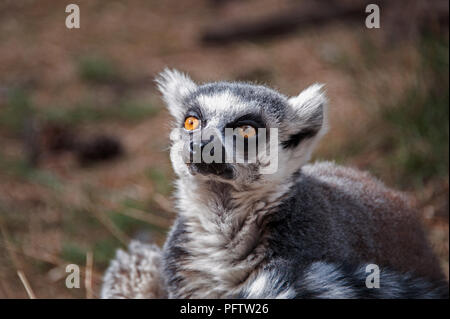 Un close up verticale della testa di un anello tailed lemur guardando la telecamera, a Yorkshire Wildlife Park, Doncaster, South Yorkshire Regno Unito. Foto Stock