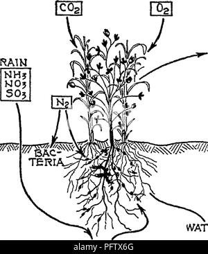 . La natura e le proprietà dei suoli; un collegio testo di edafologia. Suoli. Concime FAEM OOO Il lungo test condotti dalla Pennsylvania e Ohio ex- stazioni periment ^ hanno stabilito questo fatto. I seguenti dati dall'Illinois ^ può essere citata, confrontando la risposta di mais e avena quando concimato per la maggiore resa di clover ricevere lo stesso trattamento. (Vedere tabella CXXII, pagina 534.) raccolto. Gastronomia L0S5ES. Si prega di notare che queste immagini vengono estratte dalla pagina sottoposta a scansione di immagini che possono essere state migliorate digitalmente per la leggibilità - Colorazione e aspetto di queste illustrazioni potrebbero non perfetta Foto Stock