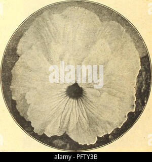 Questo catalogo di giardinaggio del 1921 di Currie's offre una varietà di semi, tra cui il gigantesco mix di pansia fiorito, caratterizzato da grandi fiori colorati, ideali per esposizioni da giardino e fiori recisi. Foto Stock