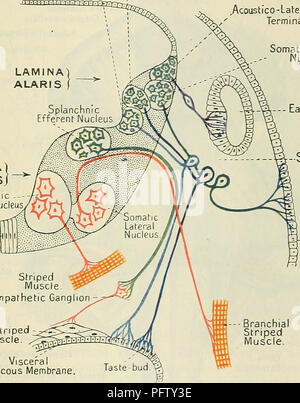 . Cunningham il libro di testo di anatomia. Anatomia. Le profonde connessioni del CEREBEAL NEEVES. 593 brain-stem. Questo gruppo comprende il nucleo ipoglosso, il nucleo abducens e, nel mesencefalo, il trocleare nucleo e la parte di nucleo oculomotor.. Altro motore di nuclei di origine sono presenti in forma di grumi isolato o colonne di materia grigia, che giacciono in corrispondenza di livelli differenti nel midollo allungato e pons in una laterale di più e più profonda della situazione. Essi sono il nucleo ambiguus dell'accessorio, vago e glossopharyngeal, il nucleo del viso e il nucleo del motore radice di t Foto Stock