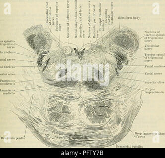 . Cunningham il libro di testo di anatomia. Anatomia. STEUCTUEE INTERNA DEL PONS. 565 L'area laterale si trova tra le fibre della radice dell'ipoglosso e quelli del vago. Esso contiene : (a) della minore olivary nucleus ; (b) la dorsale accessorio nucleo olivary ; (c) il nucleo lateralis; (d) il nucleo ambiguus; (e) la splancnico nucleo efferente del vago e glosso- faringea nervi ; (/) la formatio reticularis grisea. La zona posteriore si trova dietro il vago radici, e entro i suoi limiti sono visti : (1) il corpo restiform ; (2) la parte superiore del nucleo cuneate ; (3) Foto Stock