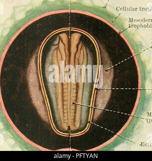 Questa illustrazione tratta dal Text-book of Anatomy di Cunningham evidenzia il mesoderma e il suo ruolo nello sviluppo embrionale, mostrando la formazione del mesoderma pericardico e la sua relazione con il sacco pericardico. Fornisce una visione dettagliata ed educativa della prima embrione umana e dello sviluppo tissutale, supportando gli studi anatomici e medici. Foto Stock