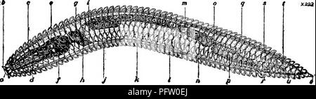 . Di acqua fresca biologia. Biologia di acqua dolce. 482 di acqua fresca chiave di biologia per il Nord America di fresca acqua NEMATODA 1 (64) intestino normale e funzionale in tutto; ano presenti in entrambi i sessi 2 moduli che sono qui incluse sono tipici i nematodi. Essi possiedono un canale alimentare che è completo e funzionale durante tutta la vita di un individuo.   Sono liberi vivono nell'adulto come pure in stadio larvale di esistenza. Con il free-forme viventi si trovano talvolta forme di parassita in modo simile nella struttura che le conoscenze di loro sorgente è necessaria per determinare se la specie i Foto Stock