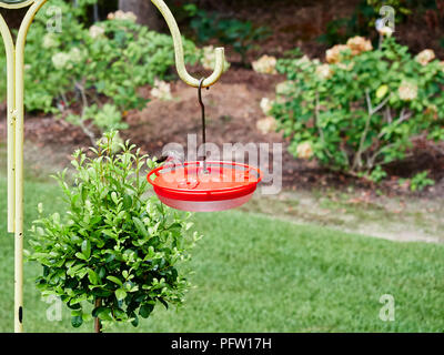 Giovani capretti ruby throated hummingbird, archilochus colubris, appoggiato su un alimentatore di colore rosso mentre si alimenta, in un giardino o un cortile in Alabama, Stati Uniti d'America. Foto Stock