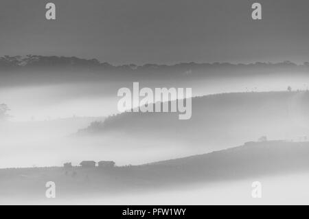 Giganti del cielo e delle nubi del paesaggio con la nebbia all'alba, gli orari di alba e tramonto. pineta nella nebbia con sunray, sunshine Foto Stock