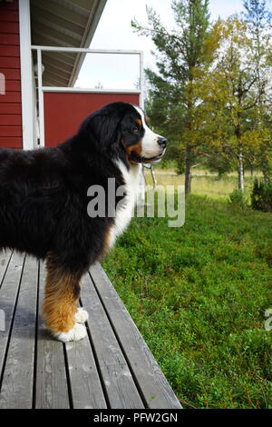 Bovaro del Bernese permanente sulla veranda della casa e guardando verso la foresta, su vacanze in Lapponia, Finlandia Foto Stock