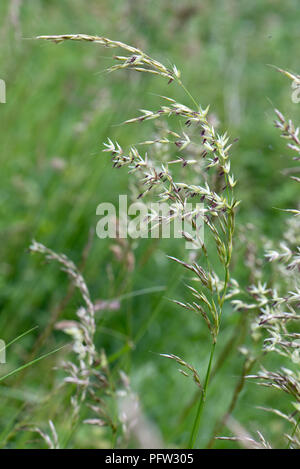 False oat-erba o cipolla lettino, Arrhenatherum elatius, fioritura spike su alti erba perenne, Berkshire, Giugno Foto Stock