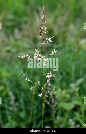 False oat-erba o cipolla lettino, Arrhenatherum elatius, fioritura spike su alti erba perenne, Berkshire, Giugno Foto Stock