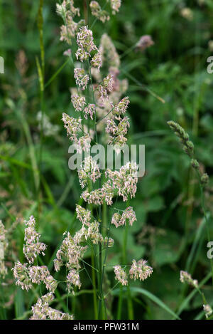Dactylis, Dactylis glomerata, infiorescenza in piena fioritura e il rilascio di polline, Berkshire, Giugno Foto Stock
