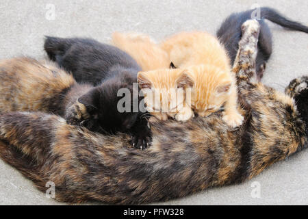 Foto orizzontale di tartaruga cat mom giovani infermieristica cucciolata di gattini randagi. Una tartaruga gattino, due gattini nero e due orange tabby kitt Foto Stock