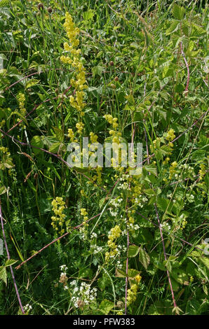 Lady's bedstraw, Galium verum, fiori di colore giallo con altri utenti Chalk downland piante in estate, Berkshire, Giugno Foto Stock