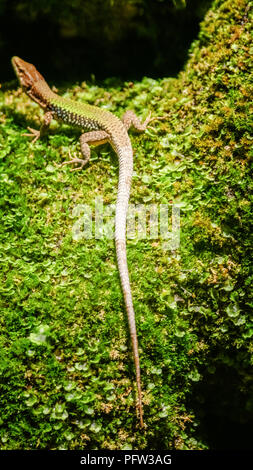 Agile rettile verde lizard closeup, crogiolarsi sulla roccia ricoperti di muschi e licheni sotto il sole. Il biacco Foto Stock