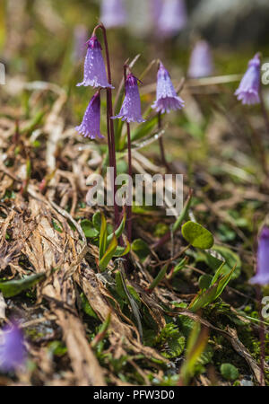 Dwarf Snowbell fiori alpini [Soldenella Pusila] Foto Stock