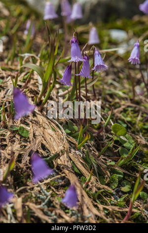 Dwarf Snowbell fiori alpini [Soldenella Pusila] Foto Stock