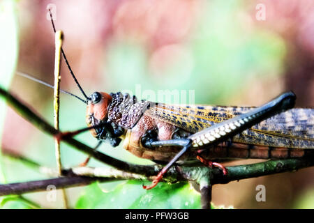 Grashopper Tropidacris collaris close up Foto Stock