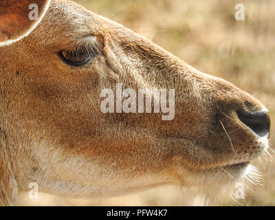 Red Deer volto ritratto Foto Stock