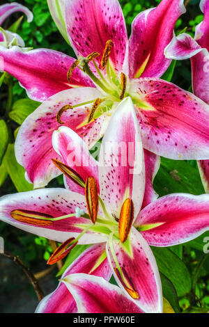 Giglio orientale, Lilium ' dopo otto ', gigli orientali fiore Foto Stock