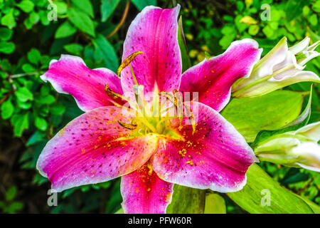 Oriental lily, Lilium ' dopo otto ', gigli orientali Foto Stock
