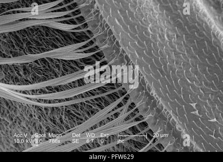 Caratteristiche morfologiche di un Anopheles gambiae zanzare ala, ha rivelato nel 786x di scansione ingrandita al microscopio elettronico (SEM) immagine, 2006. Immagine cortesia di centri per il controllo delle malattie (CDC) / Dr Paolo Howell. () Foto Stock