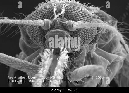 Caratteristiche morfologiche sulla superficie exoskeletal di Anopheles gambiae zanzare testa anteriore regione, ha rivelato nel 114x di scansione ingrandita al microscopio elettronico (SEM) immagine, 2006. Immagine cortesia di centri per il controllo delle malattie (CDC) / Paolo Howell. () Foto Stock