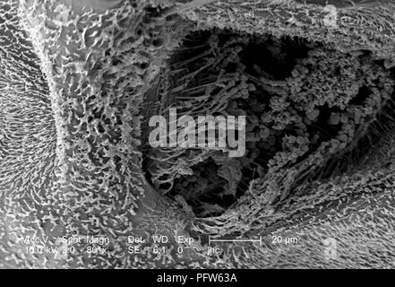 Caratteristiche morfologiche sulla superficie exoskeletal di Anopheles gambiae zanzara, rivelato nella 801x di scansione ingrandita al microscopio elettronico (SEM) immagine, 2006. Immagine cortesia di centri per il controllo delle malattie (CDC) / Dr Paolo Howell. () Foto Stock